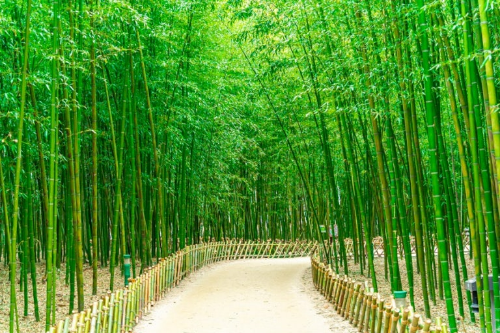 울산 태화강국가정원 십리대숲 사진