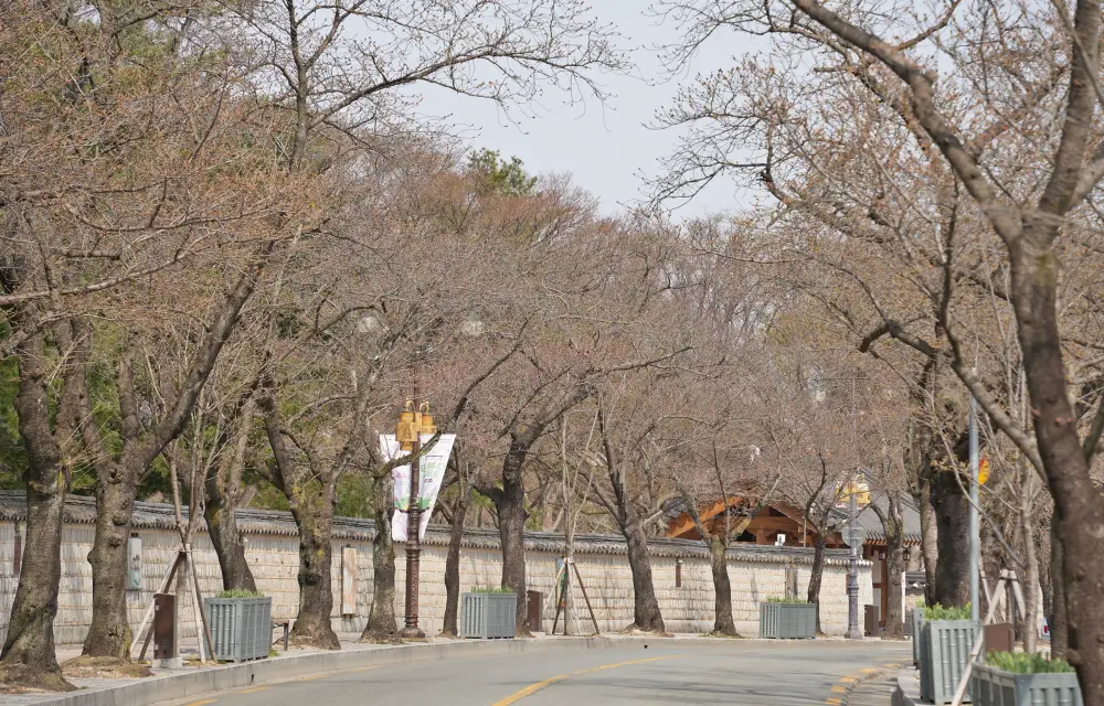 3월24일-경주-대릉원 돌담길 벚꽃샷