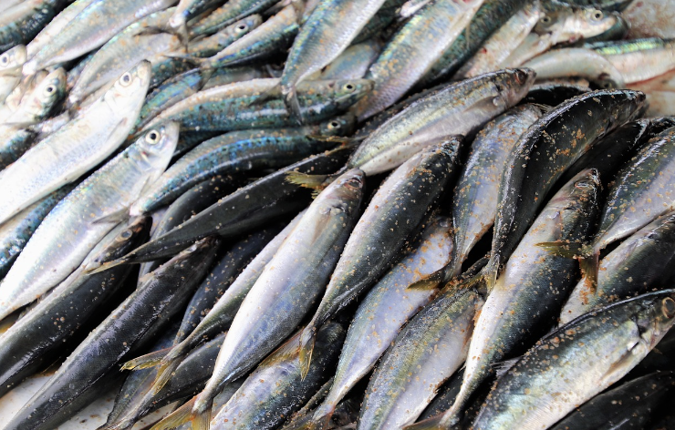 코리아 수산 페스타&amp;#44; 김장철 김장재료 최대 50% 할인 