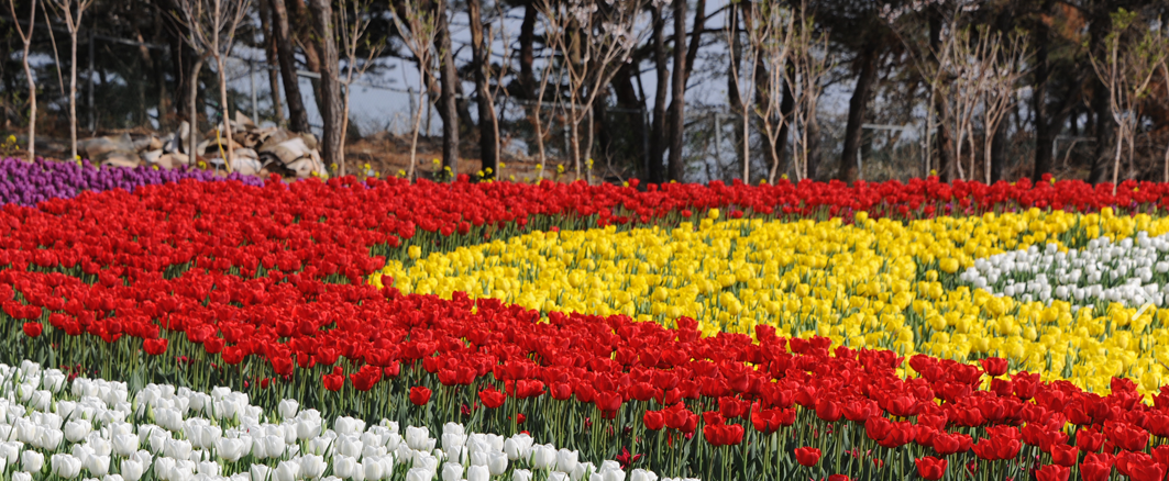태안 튤립 축제