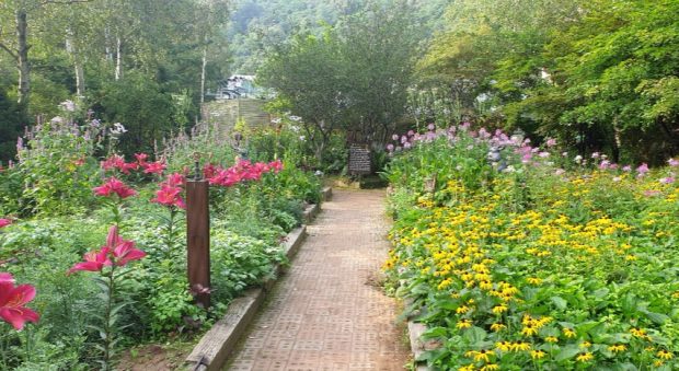 알펜시아 리조트 스키장