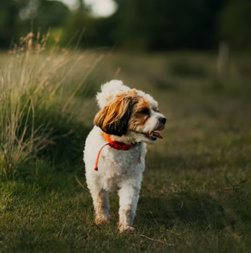 아연 영양제 추천 먹는 시간 부작용