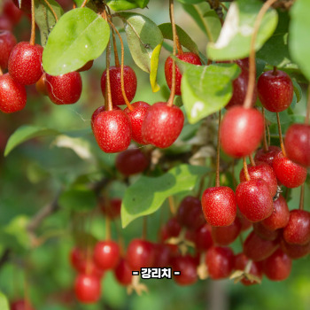 보리수 효능