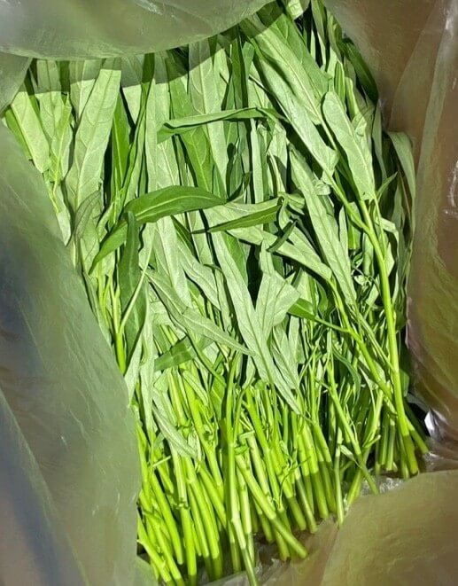 장마 기간 심으면 좋은 텃밭 작물