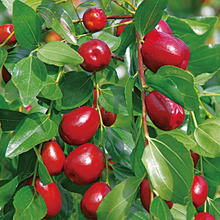 대추차 만드는법