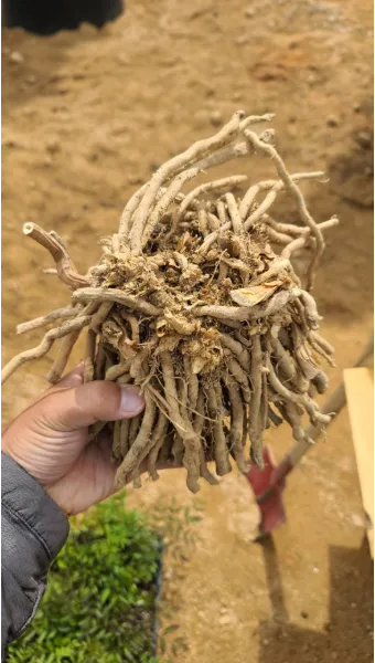 아스파라거스 재배 이식 시기 순 수확 내한성 관리_11