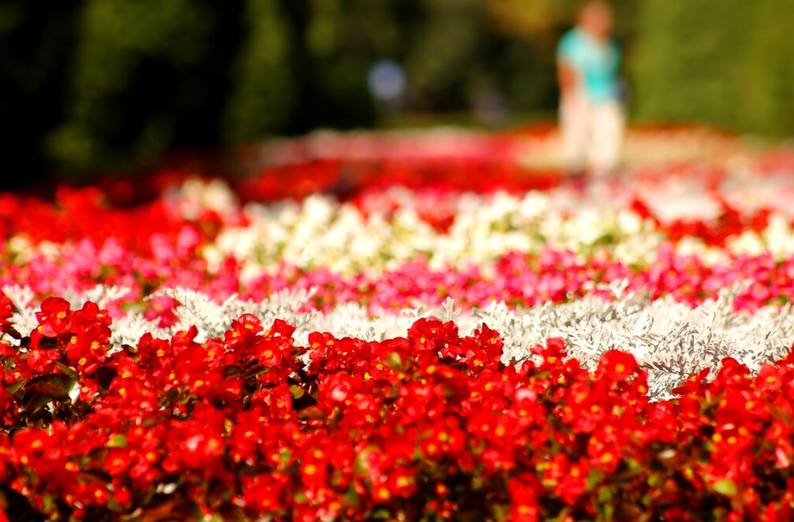 2024년 4월 꽃축제 나들이