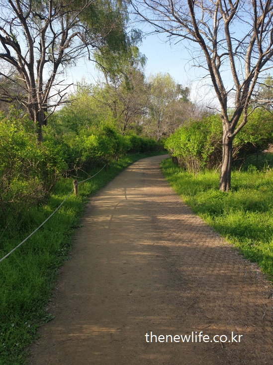 A shaded dirt trail in a green forest area at Amsa Ecological Park-암사 생태공원 숲 속의 그늘진 맨발걷기 가능한 흙길 산책로
