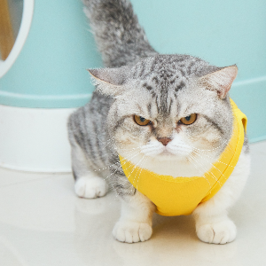 고양이-품종-17가지-종류-완벽-총정리