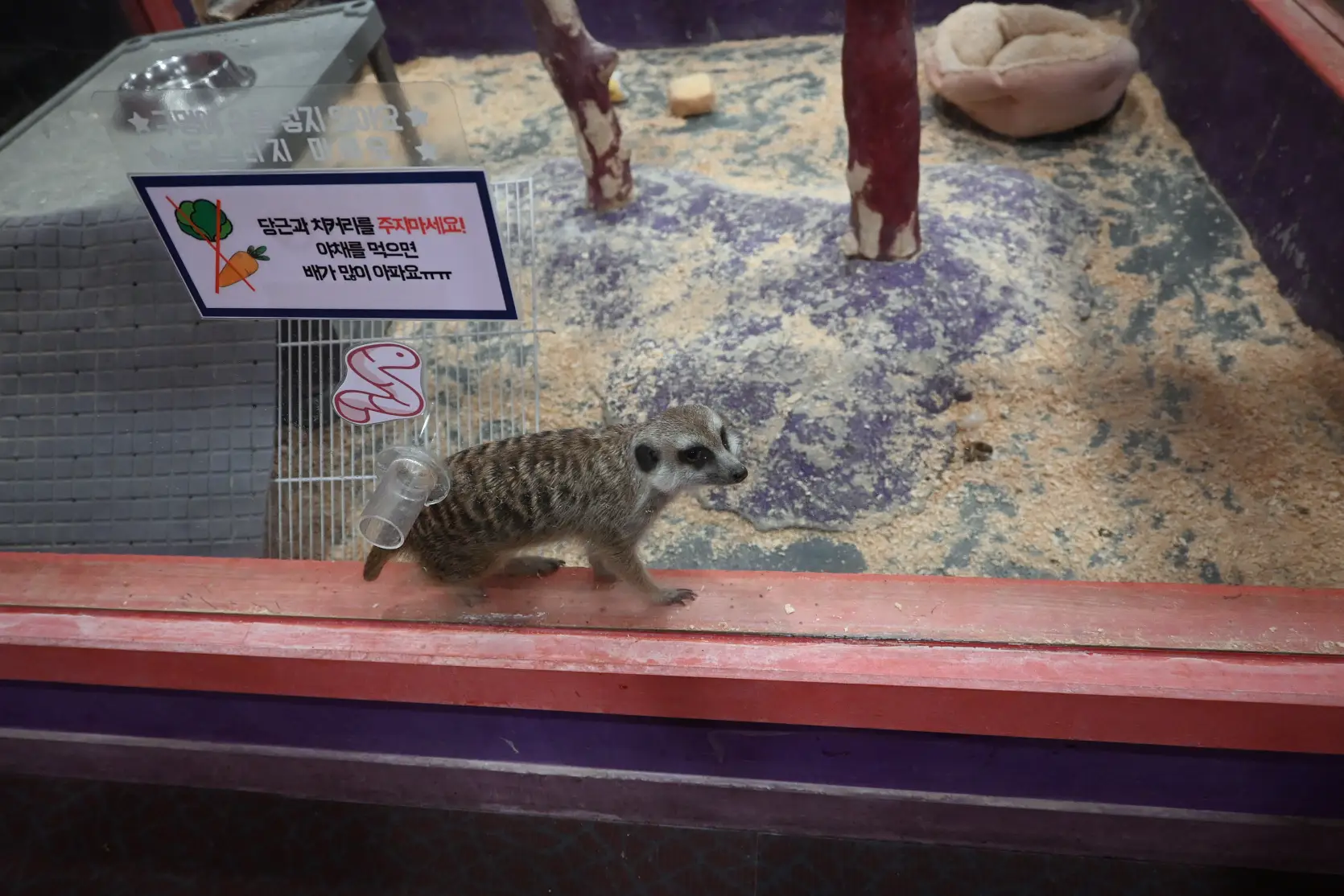 기흥 하이브패밀리 테마파크 온가족이 즐기는 동물원이 있는 키즈카페 사진 10