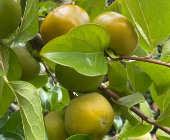 태추단감 가격&amp;#44; 효능과 영양성분