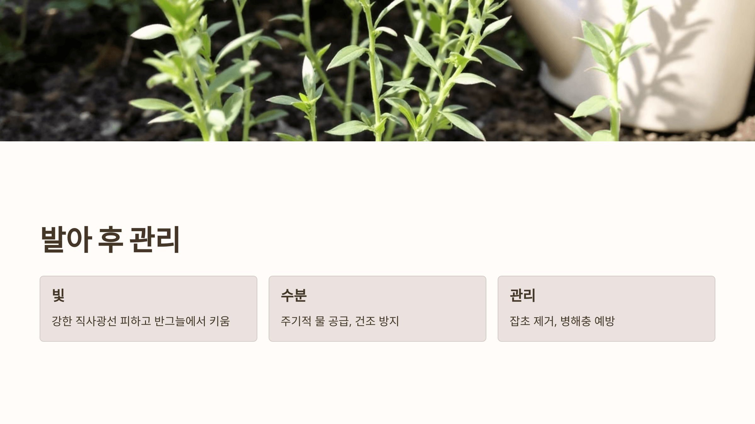 더덕 사진입니다.