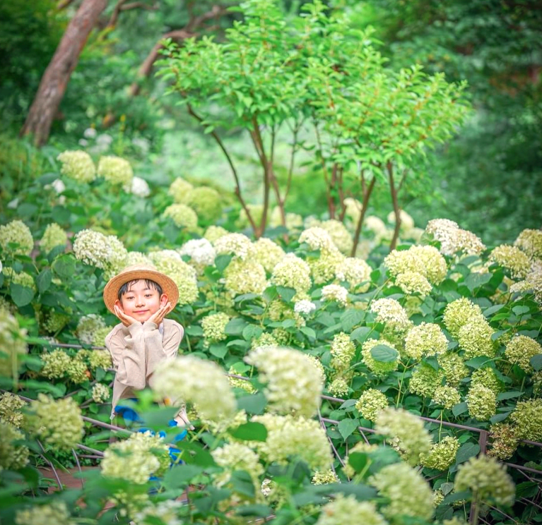 화담숲 수국축제