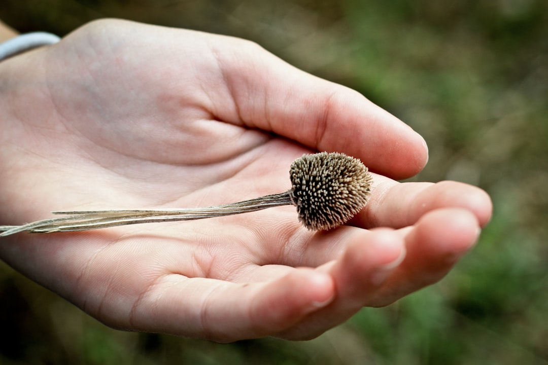 Seed