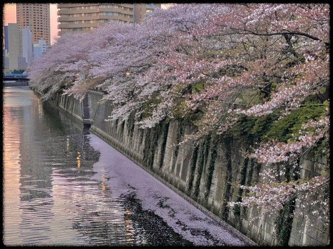 화담숲 데이트 - 벚꽃 아래서 힐링 여행! 