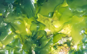 갑상선에 좋은 음식 4