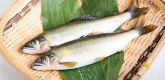 은어 특징과 서식지, 제철과 축제 정보_1