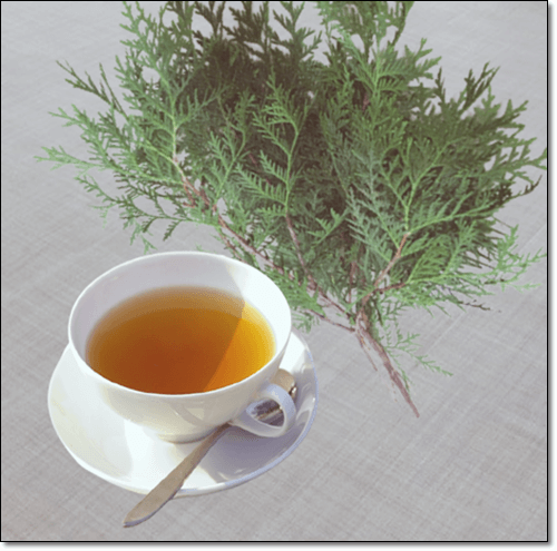 측백나무 잎 차