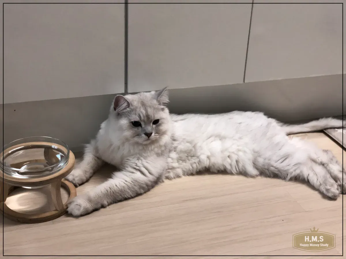 나무받침-고양이-물그릇