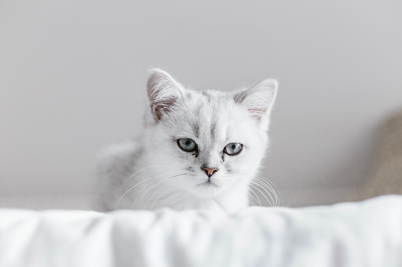냥냥이