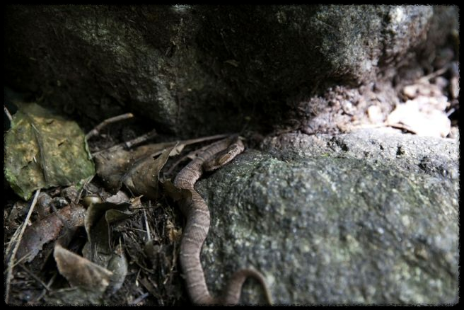 가을 산행에서 벌과 뱀 조심하는 법 - 안전한 산행을 위한 필수 가이