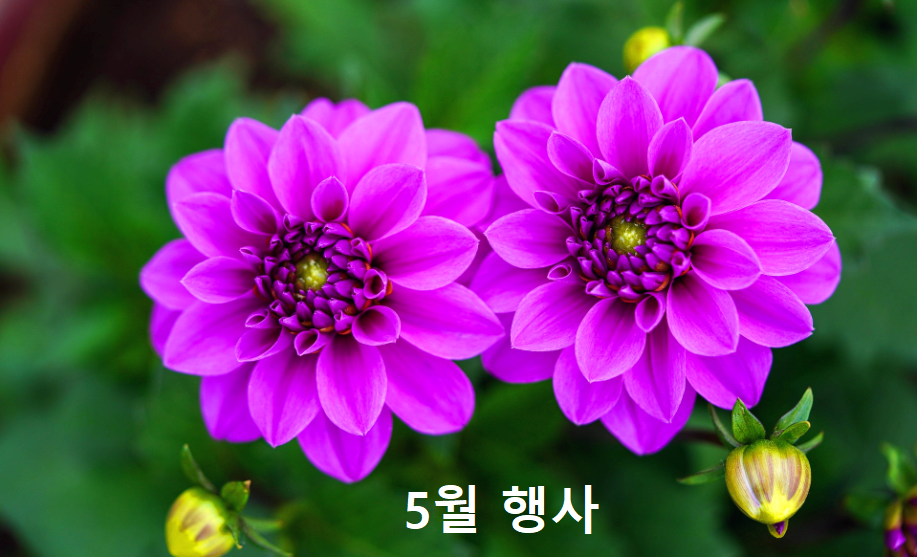 5월축제