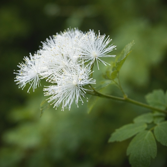 꿩의다리(Thalictrum aquilegifolium)
