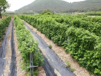 복분자 재배 지주 세우기 가지치기 병해 예방_4