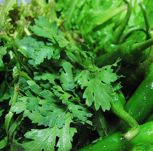 쑥갓의 효능 부작용 고르는법 칼로리 꽃