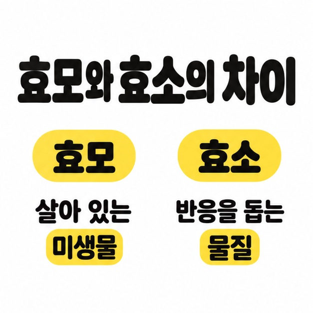 효모는 살아 있는 미생물이고 효소는 반응을 돕는 물질임을 좌우로 비교한 이미지