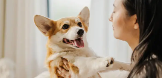 반려견과 정신 건강 관련성 (스트레스, 불안장애, 장기적 효과)