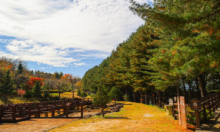 양구 수목원