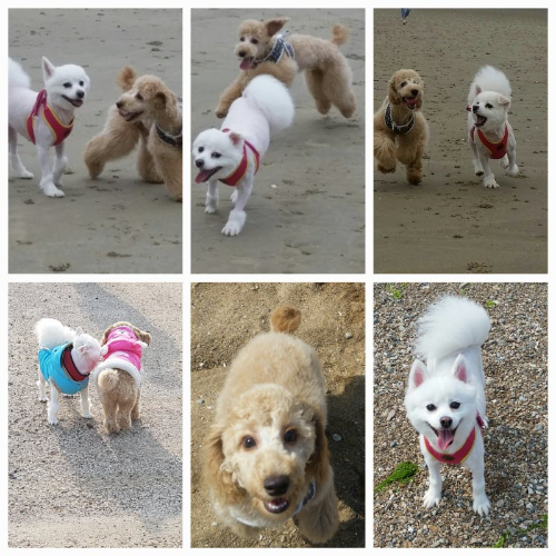 경기도 안산 가볼만한곳, 대부도