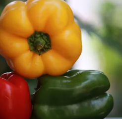 파프리카 효능 부작용 고르는법 칼로리