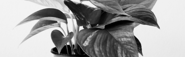 스킨답서스 수경재배