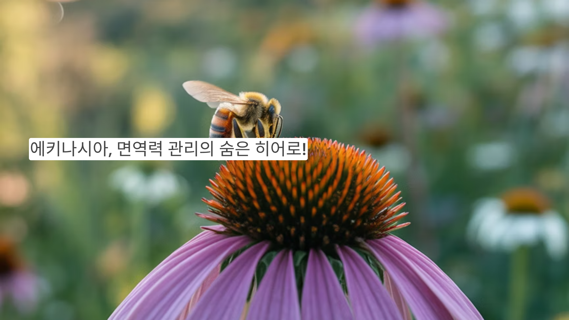에키나시아, 면역력 관리의 숨은 히어로