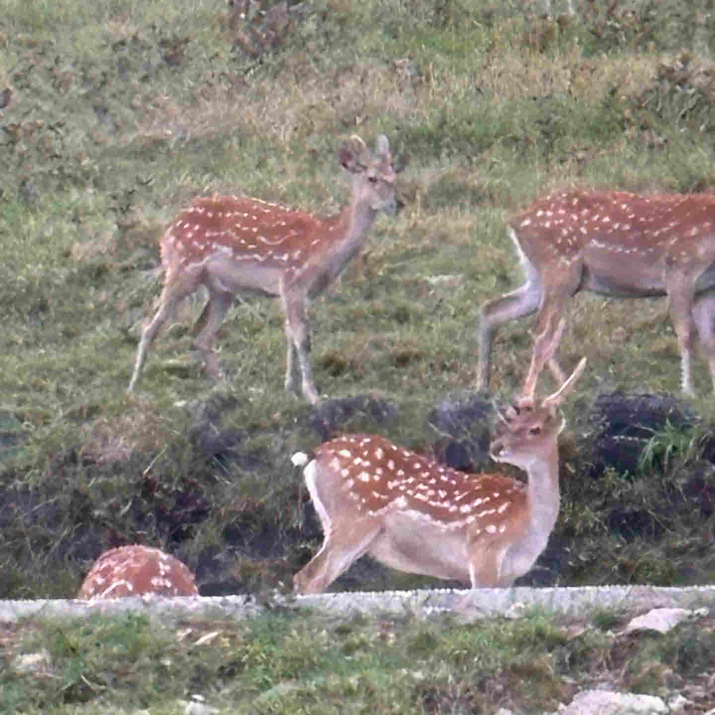 초록뿔언덕 카페 꽃사슴