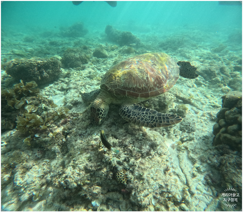 세부 거북이