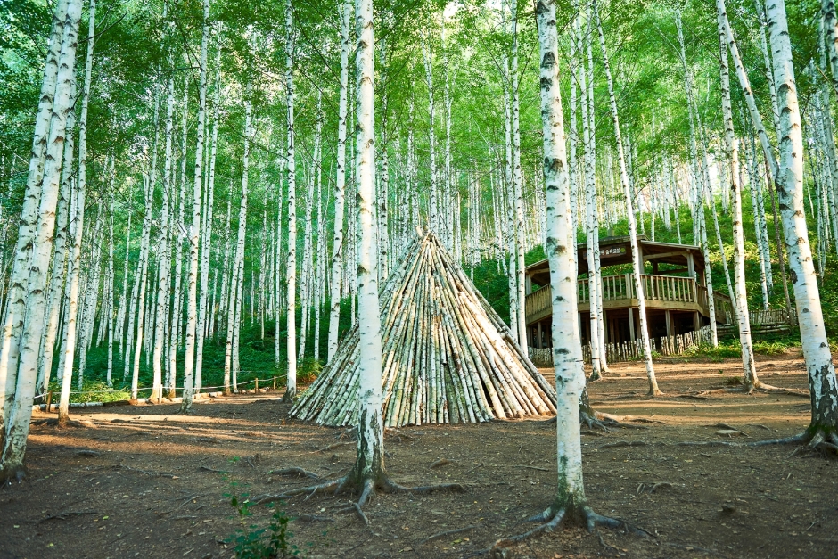 원대리 자작나무숲 입장시간
