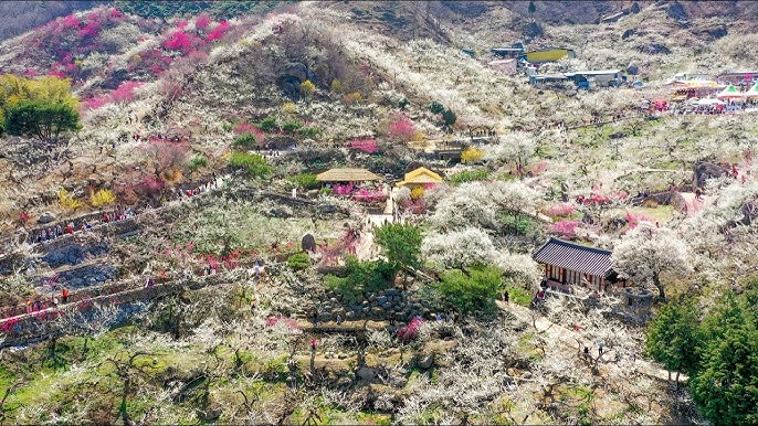 광양 매화축제