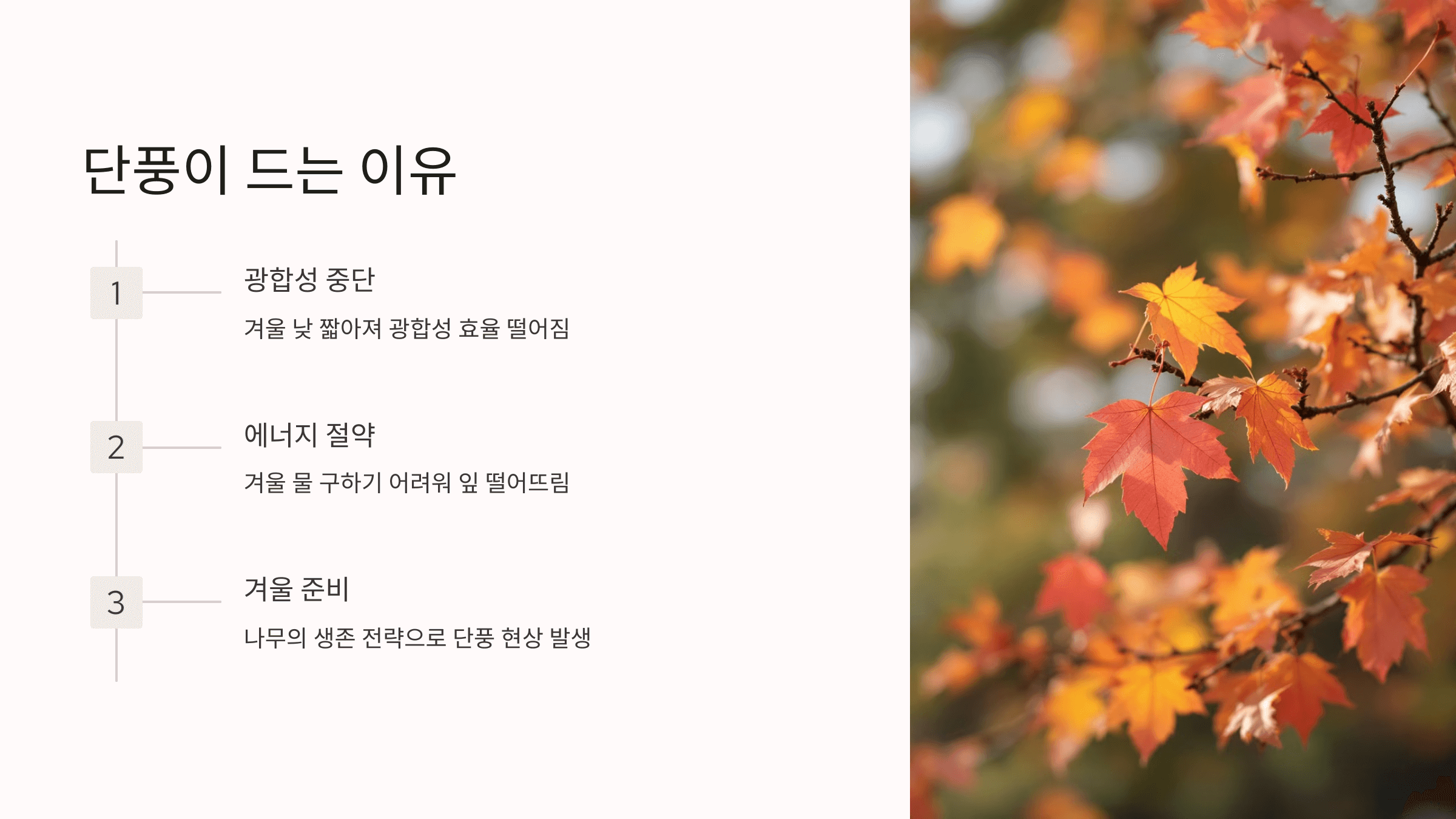 단풍 사진입니다.