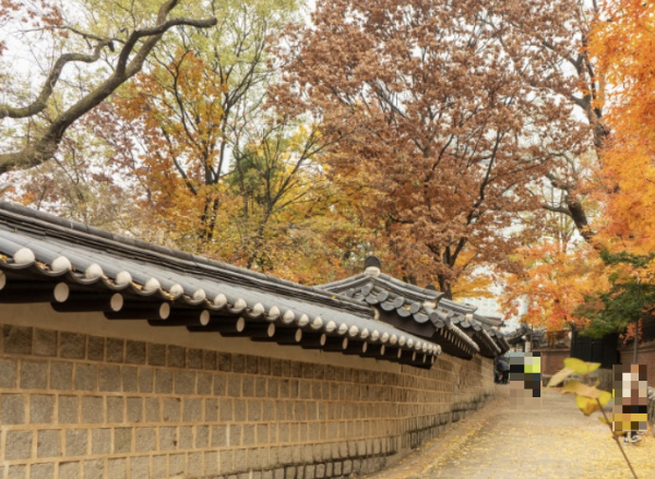 돌담길 너머 단풍이 든 나무들이 서 있다. 단풍을 머금은 가지가 돌담을 넘어와있다.