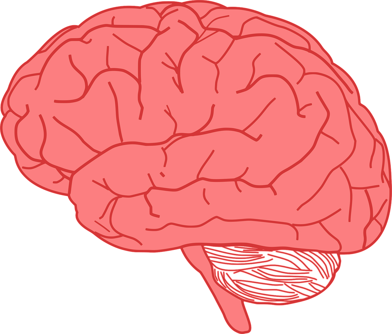 뇌와 관련된 사진