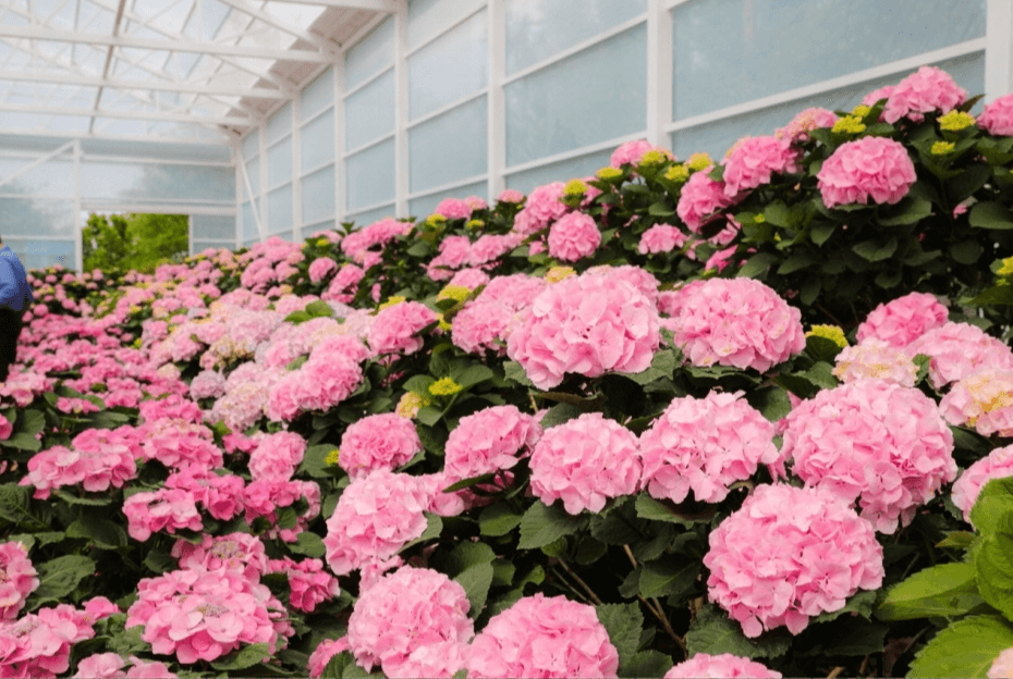 휴애리 수국축제