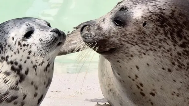 점박이물범 천연기념물
