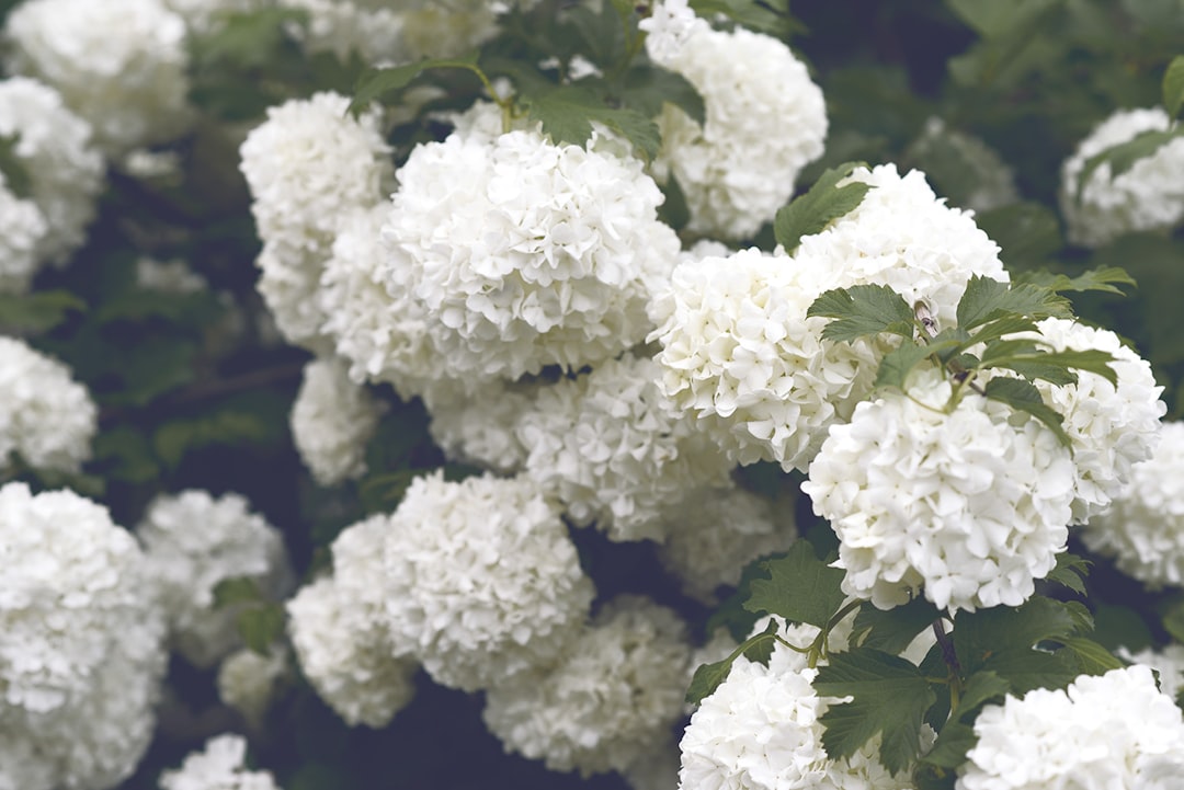 Hydrangea