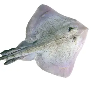 홍어 가격 및 효능&amp;#44; 영양성분 주의점