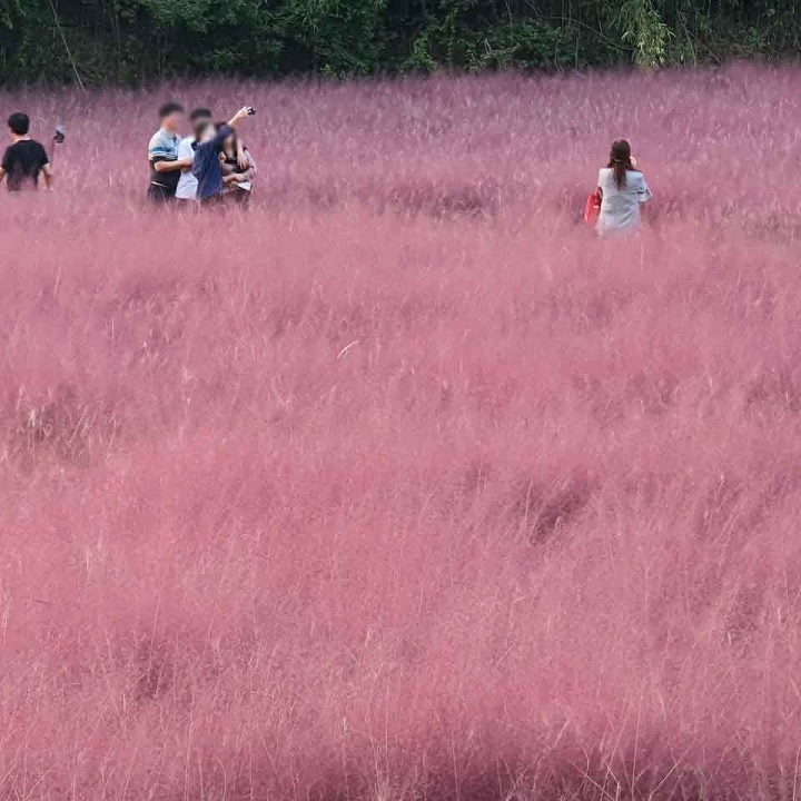 고창 청농원 핑크뮬리