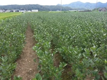 아로니아 재배 전정 포인트 병충해 방제 수확 저장_12