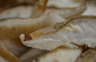 호미곶표고버섯농장